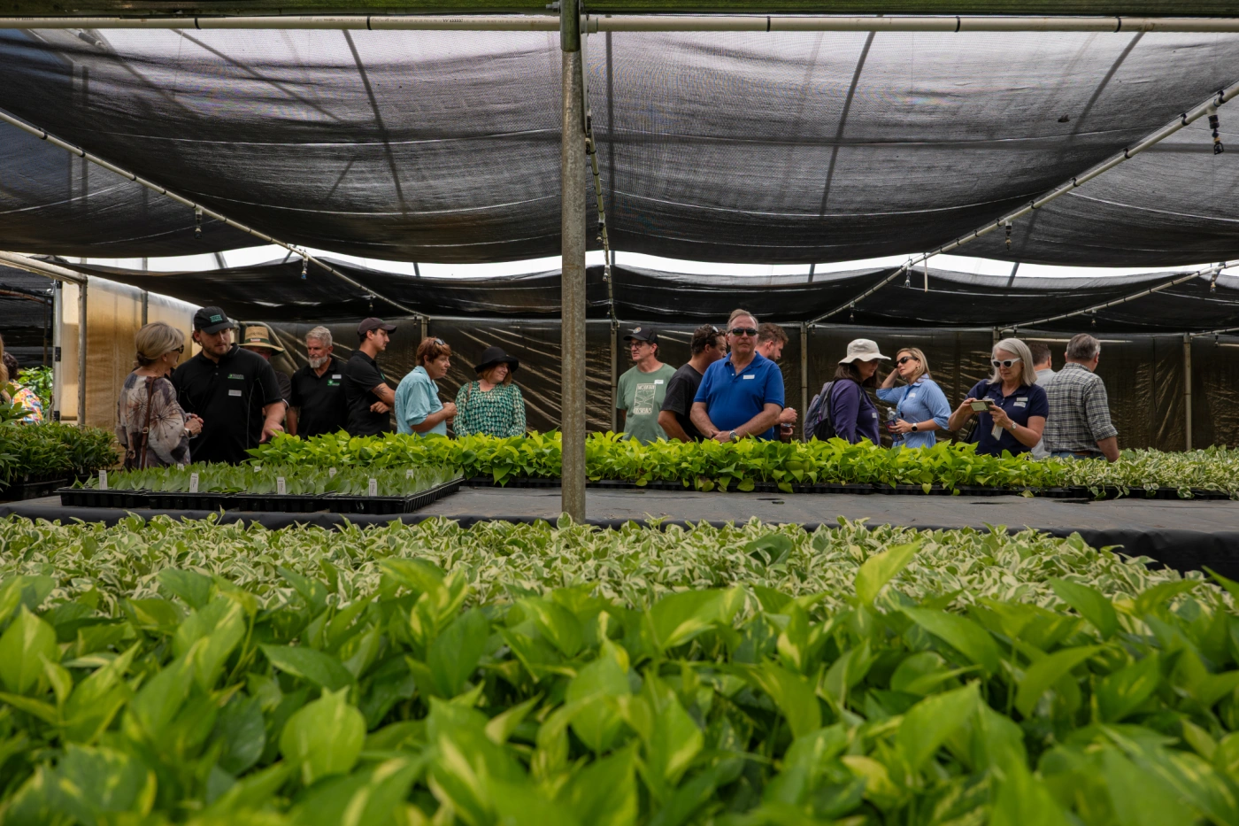 Dracaena Farm Nursery