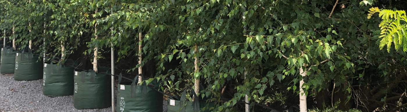Trees at a production nursery