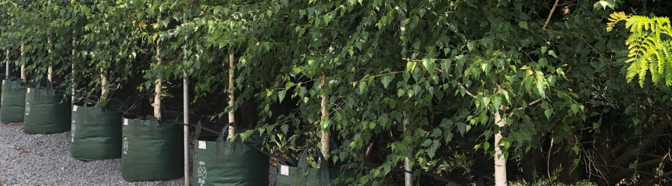 Trees at a production nursery