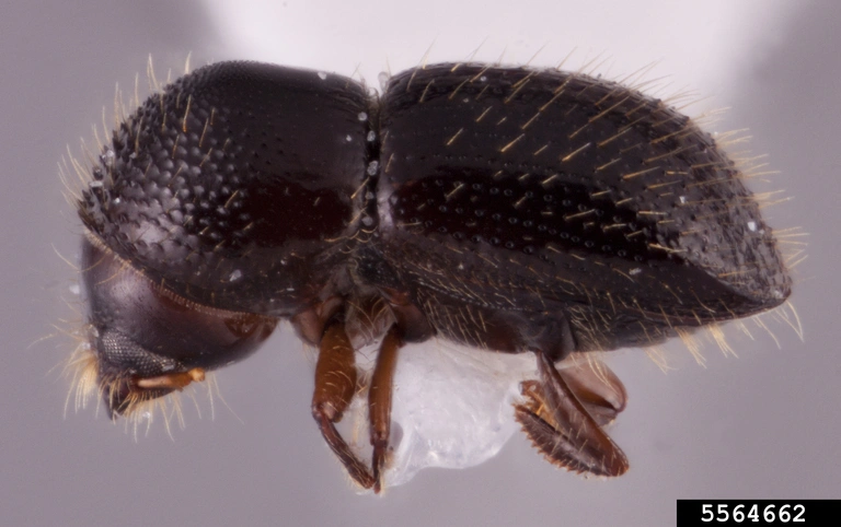 Rachel Osborn Polyphagous shot hole borer