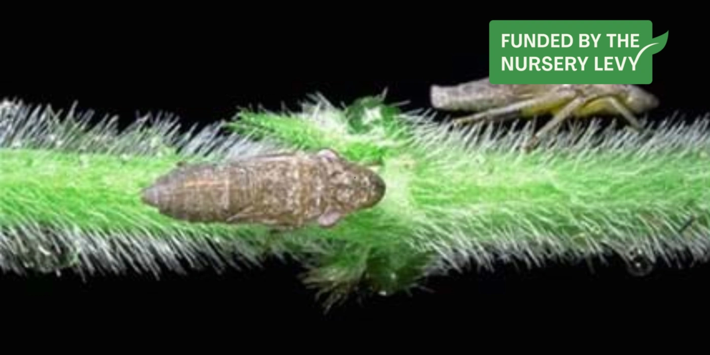 Glassy winged sharp shooter