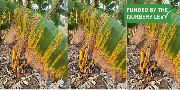 Banana freckle image