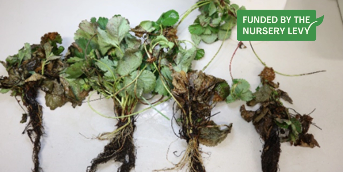 Neopestalotiopsis rosae