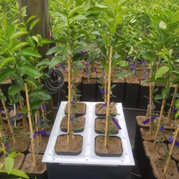 Is your irrigation sysem ready