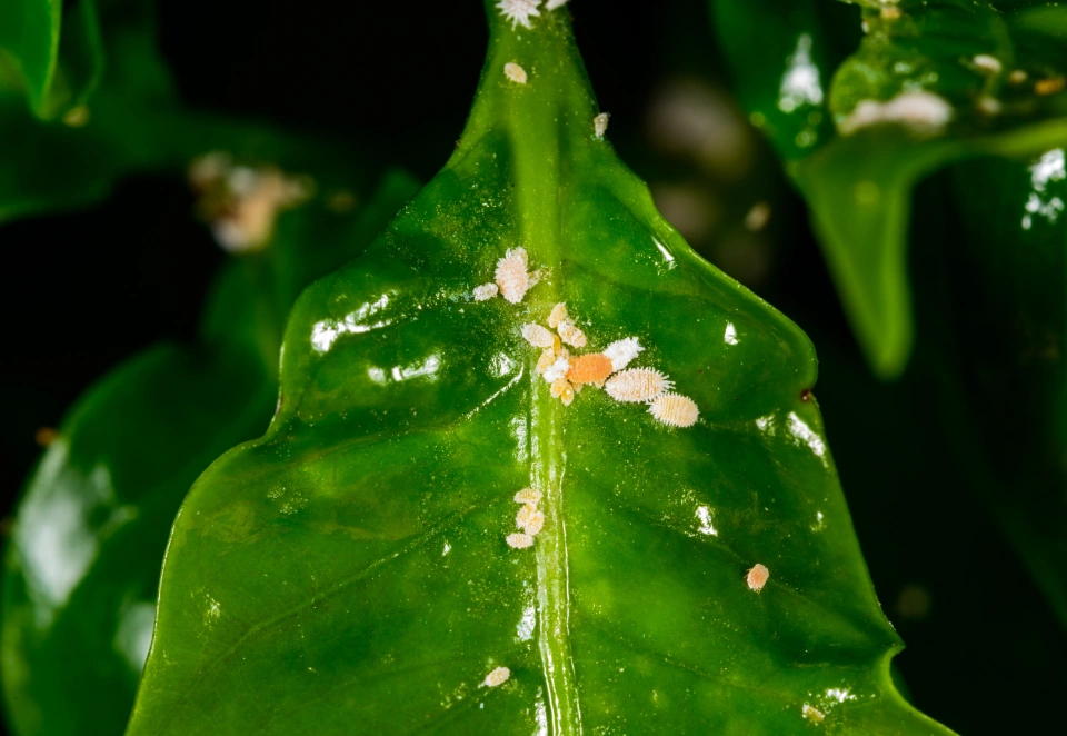 Madeira Mealybug